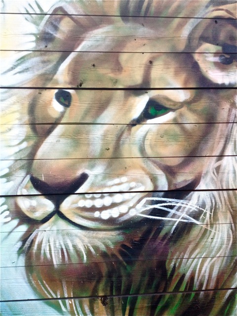 Lion #1
