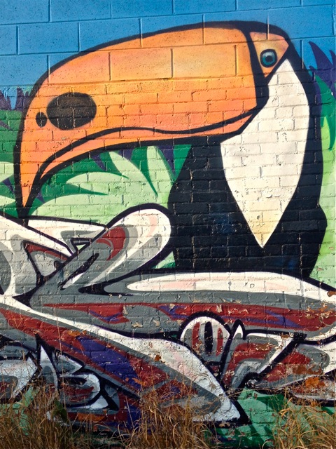 Toucan #1